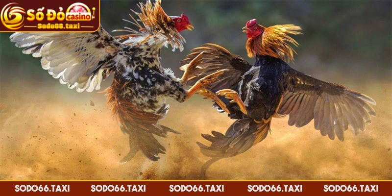 Đá Gà Ăn Tiền Tại SODO66 – Trải Nghiệm Cá Cược Đỉnh Cao Các loại hình đá gà phổ biến tại SODO66