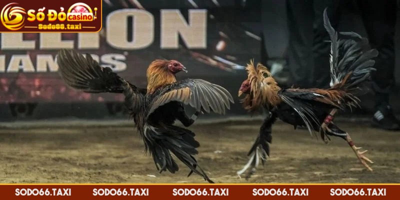 Đá Gà Cựa Sắt - Kênh Giải Trí Cá Cược Thú Vị Hàng Đầu Đá gà cựa sắt có gì nổi bật