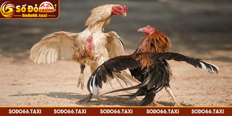 Đá Gà Cựa Sắt - Kênh Giải Trí Cá Cược Thú Vị Hàng Đầu Chơi đá gà trực tuyến có lợi thế gì