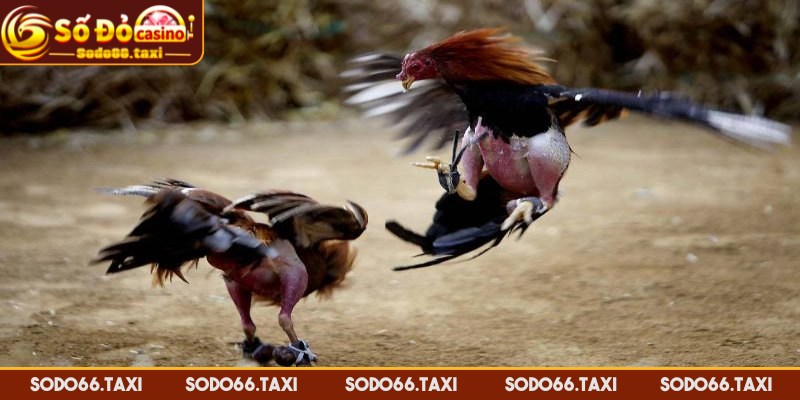Đá Gà Cựa Sắt - Kênh Giải Trí Cá Cược Thú Vị Hàng Đầu Đăng ký tài khoản siêu tốc tại nhà cái