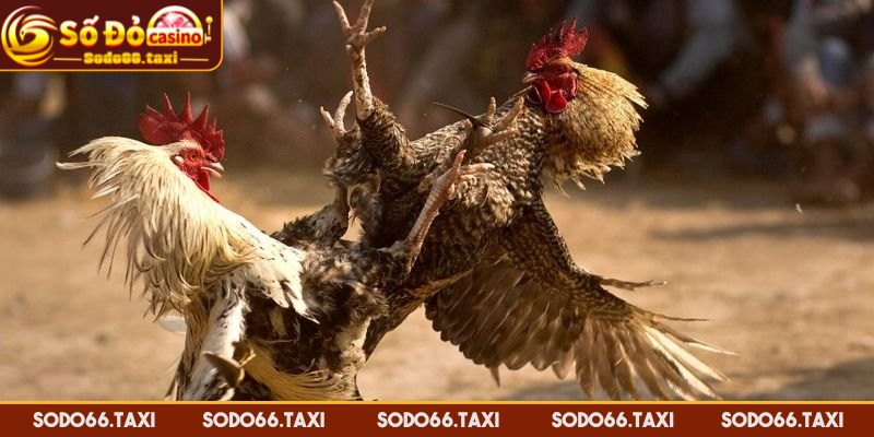Đá Gà Cựa Sắt - Kênh Giải Trí Cá Cược Thú Vị Hàng Đầu Lưu ý chọn gà chiến trong đá gà