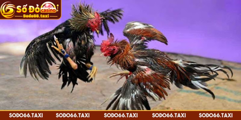 Đá Gà Miền Tây – Đỉnh Cao Kê Chiến, Cảm Giác Chơi Cực Đã Giống gà nòi Cao Lãnh