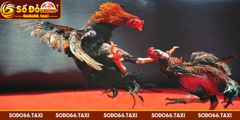 Đá Gà Miền Tây – Đỉnh Cao Kê Chiến, Cảm Giác Chơi Cực Đã Đá gà miền Tây luôn hút hồn cược thủ