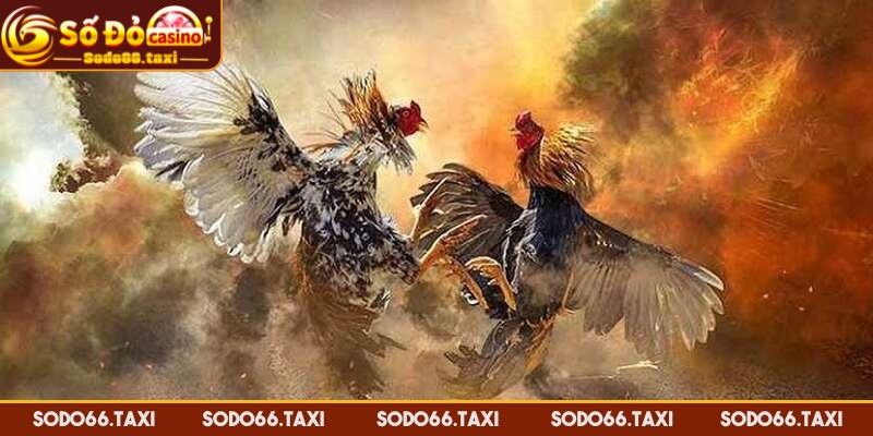 Đá Gà Thomo - Cá Cược Đỉnh Cao Kịch Tính Tại SODO66 Quy tắc cơ bản của đá gà