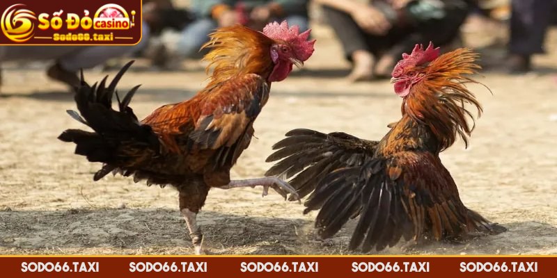 Đá Gà Thomo - Cá Cược Đỉnh Cao Kịch Tính Tại SODO66 Chi tiết quy trình thi đấu