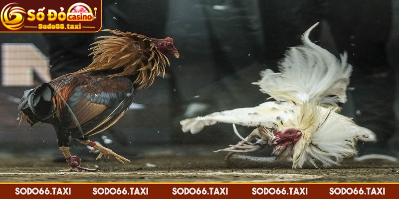 Đá Gà Thomo - Cá Cược Đỉnh Cao Kịch Tính Tại SODO66 Sơ lược về đá gà Thomo